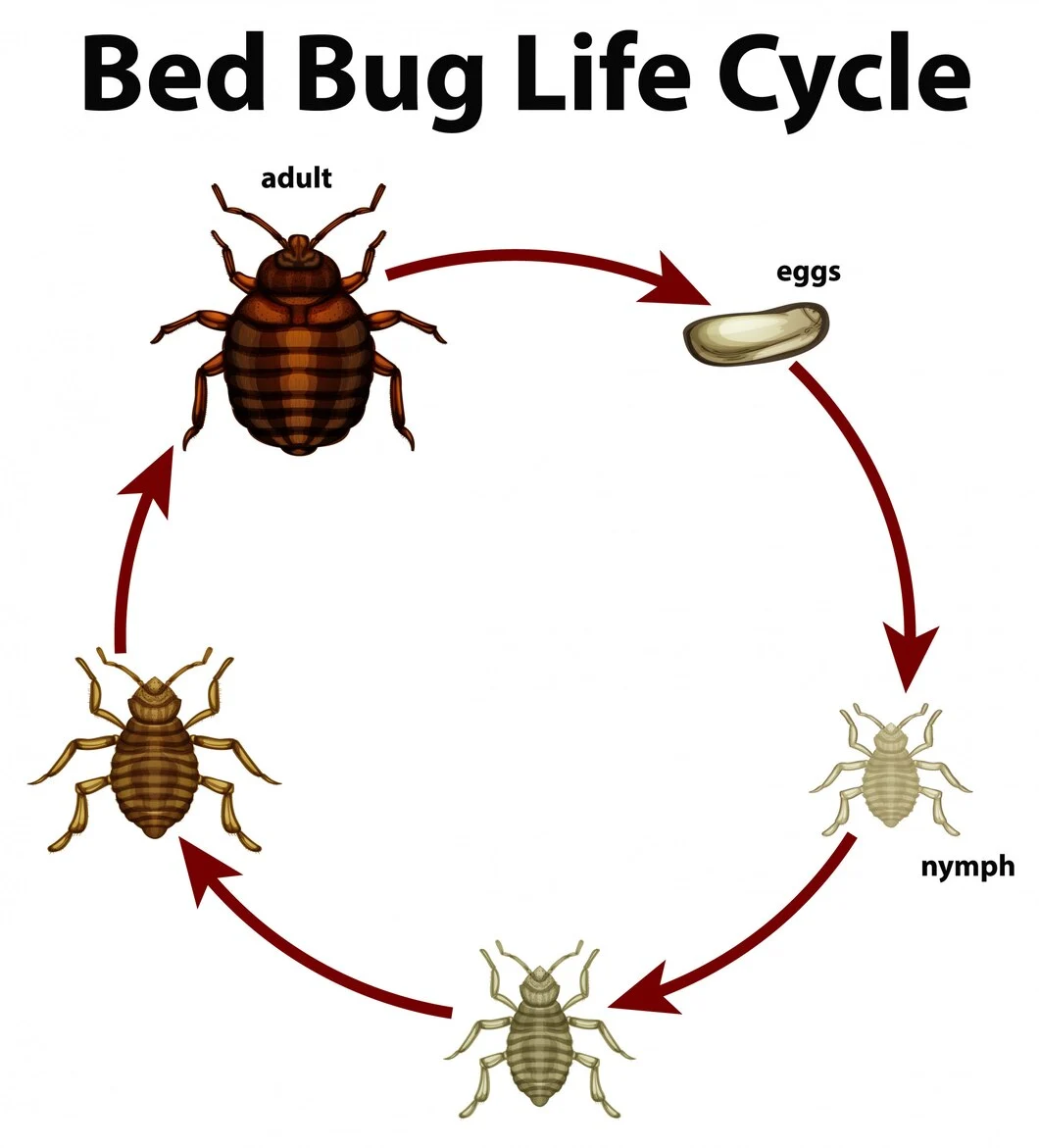 How To Tell If You Have Bed Bugs Or Scabies In Your NJ Home